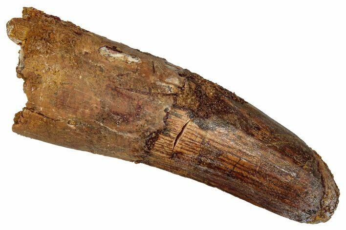 Fossil Spinosaurus Tooth - Feeding Worn Tip #344619